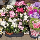 Flower bouquets